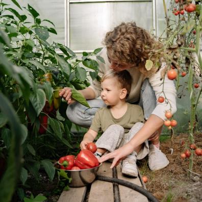 picture of mum and toddler amongst tomato plants