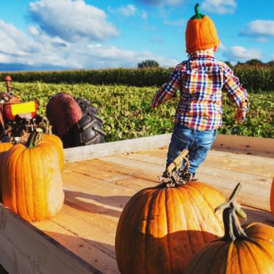 picture of a child pumpkin picking