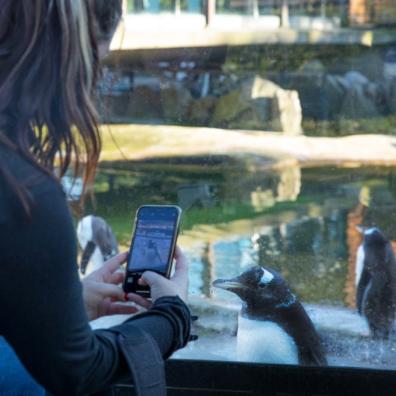 picture of someone taking a picture of a Penguin at edinburgh Zoo
