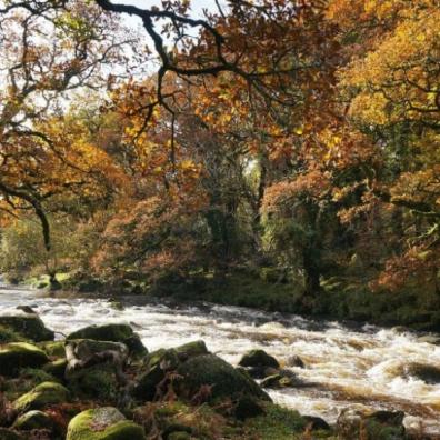 Picture of a beautiful river on dartmoor