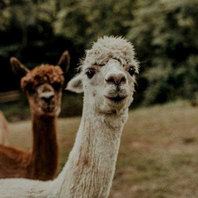 Picture of two alpacas at an animal experience