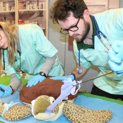 picture of vets working on cuddly toys at Whipsnade Zoo